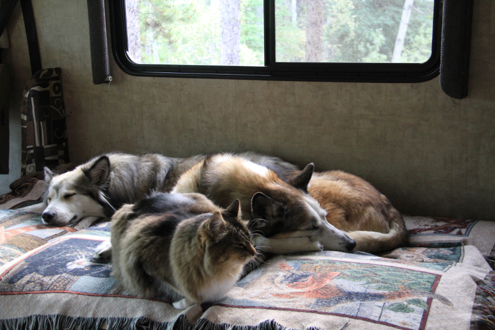 Dogs and cat in our RV