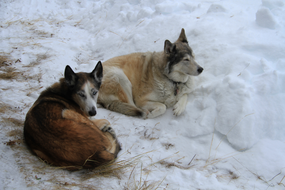 Yukon huskies in the winter