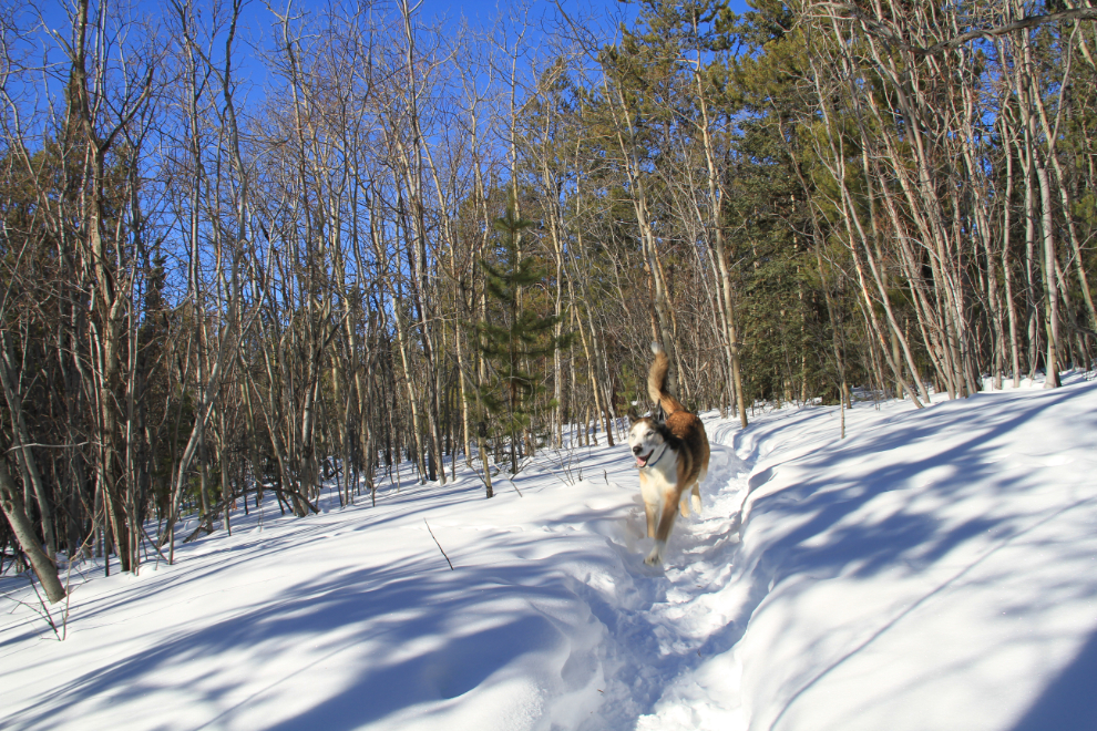 My husky on our winter walking trail in Whitehorse, Yukon