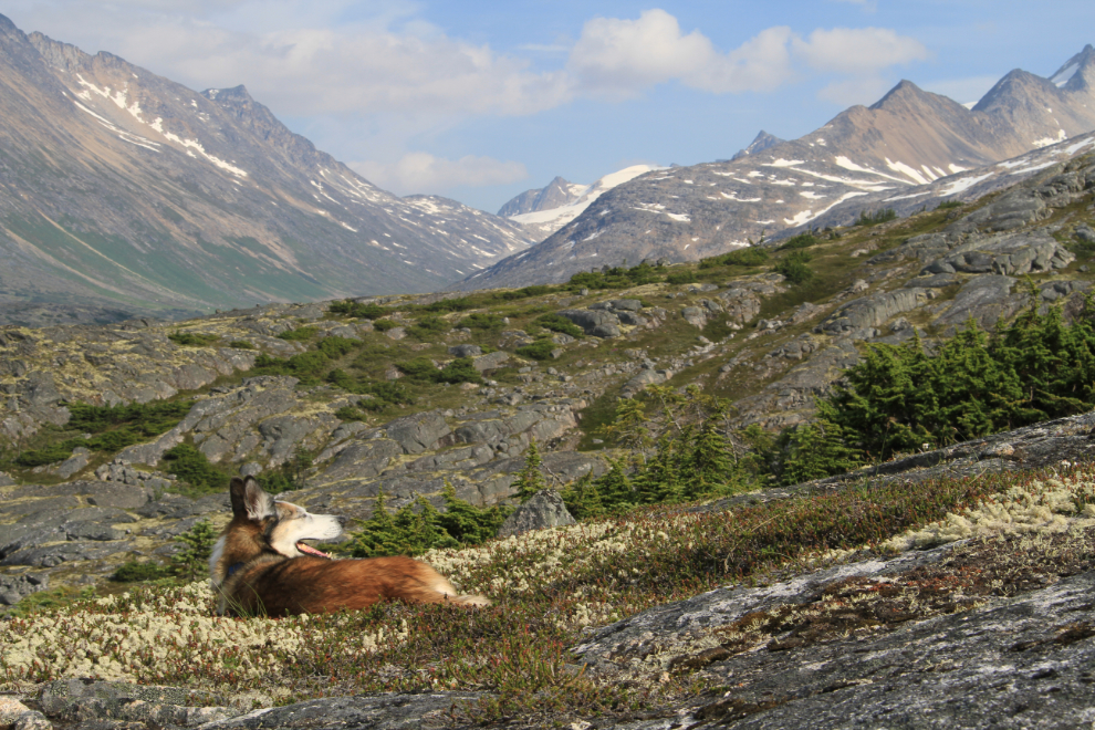 Trail dog heaven in the White Pass - warm sun and a bed of soft plants