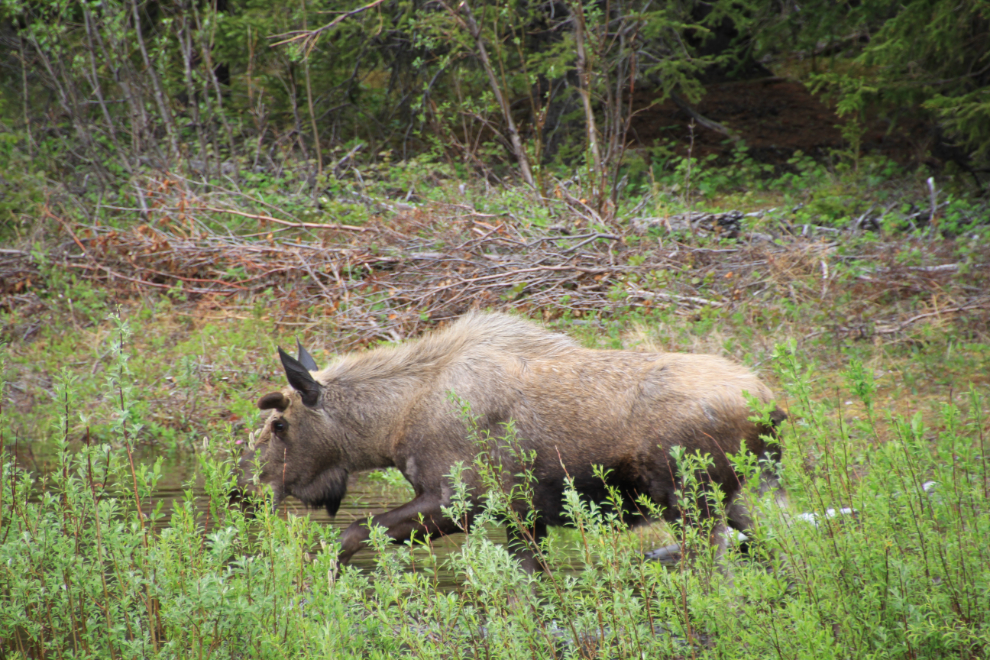 Bull moose along the Parks Highway, Alaska