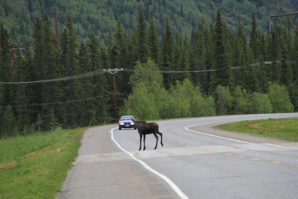 Moose on the Parks Highway, Alaska