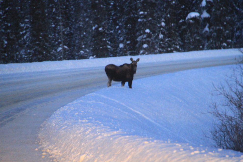  A moose on a winter evening on the South Klondike Highway