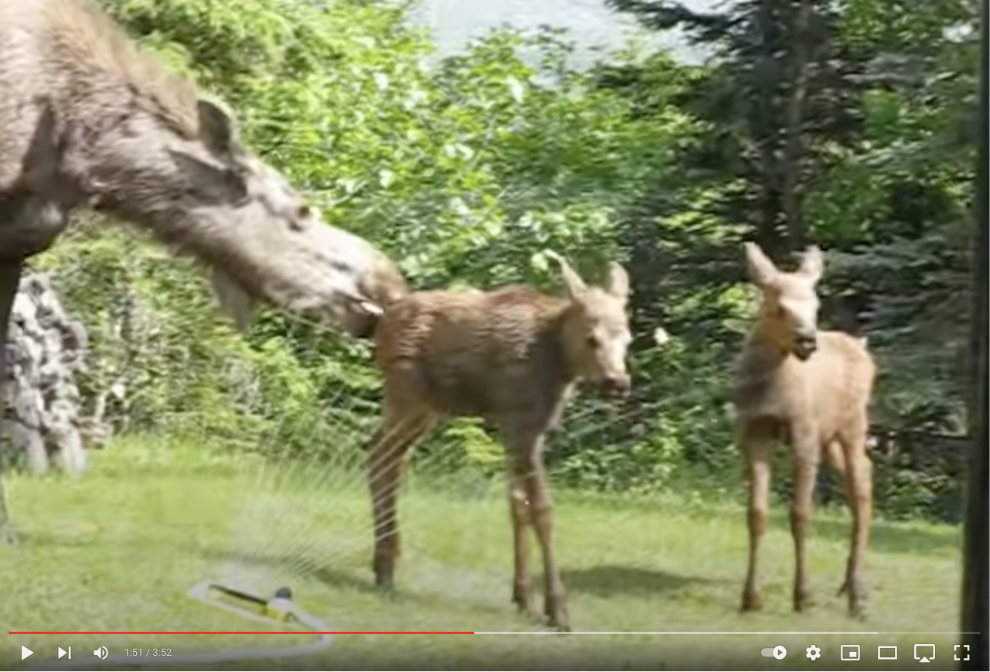 Alaska moose video