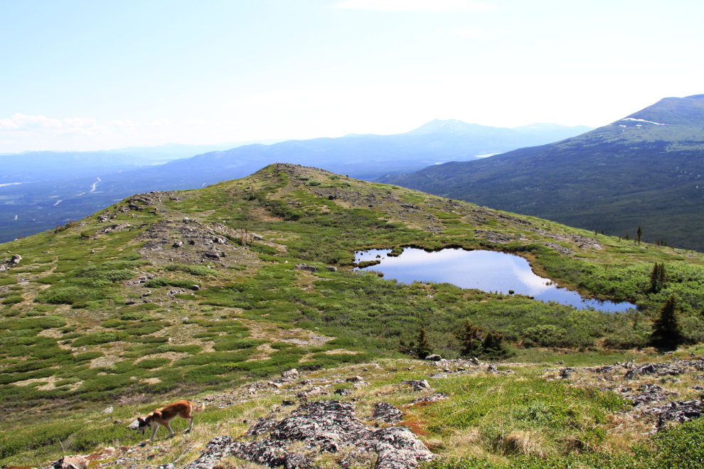 A pond on top of Mount Mac at Whitehorse