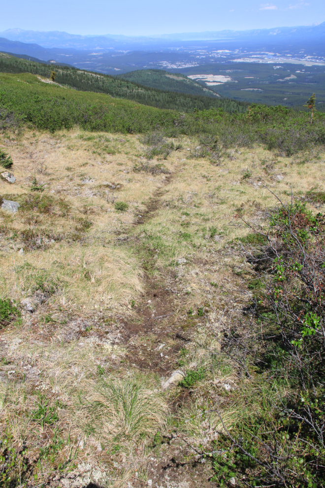Moose trail on Mount Mac at Whitehorse