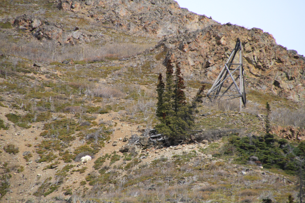 Mountain goat at Pooley Canyon, Yukon