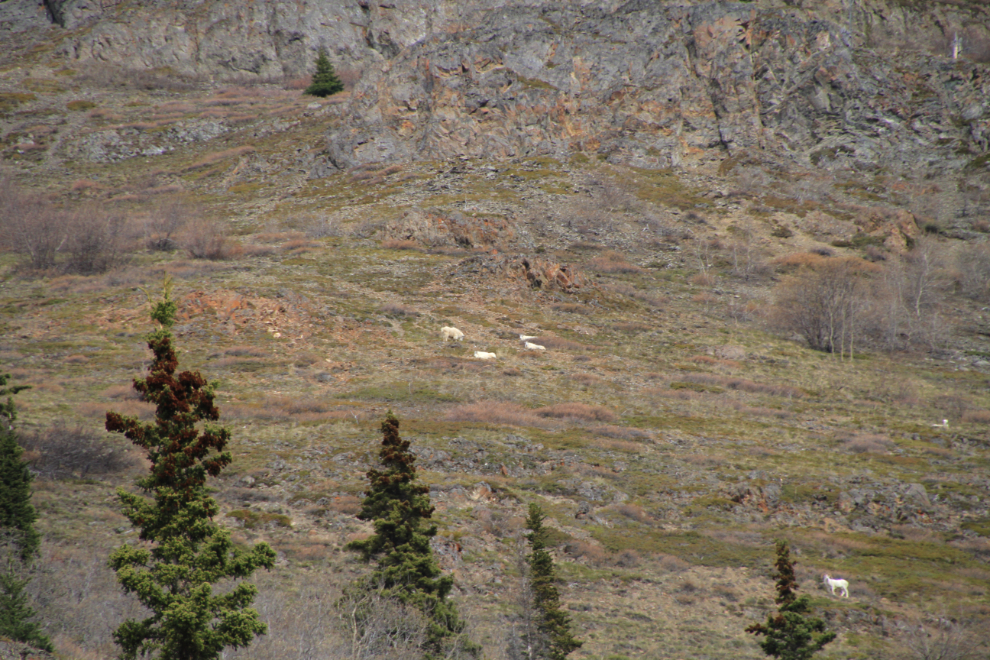 Dall sheep and mountain goats along the South Klondike Highway