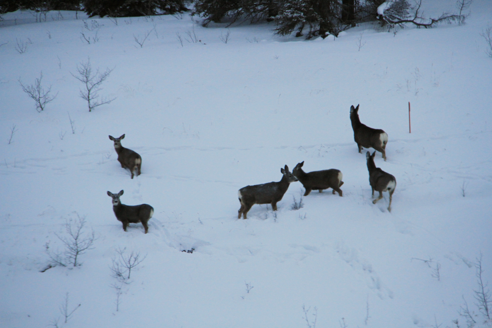 A herd of mule deer at Rat Lake on the South Klondike Highway