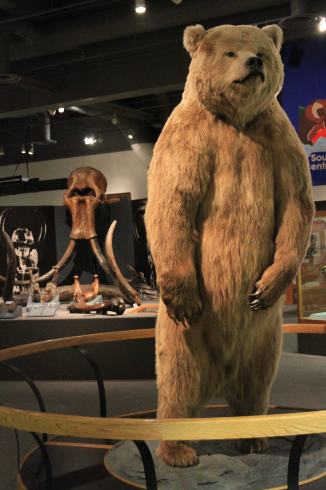 Brown bear at the Museum of the North, Fairbanks
