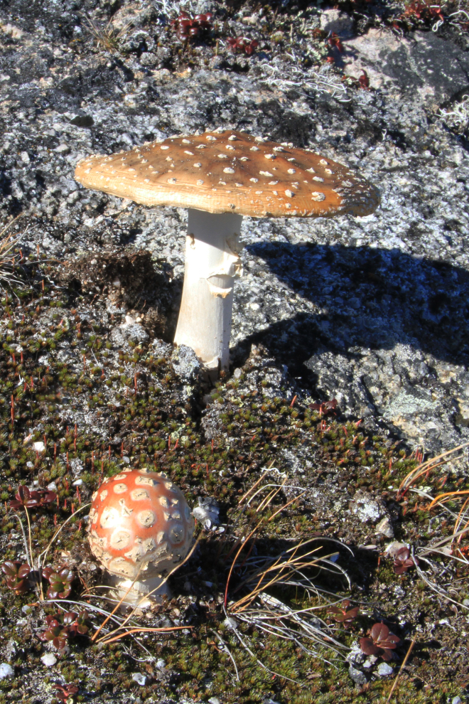 Mushrooms in the White Pass