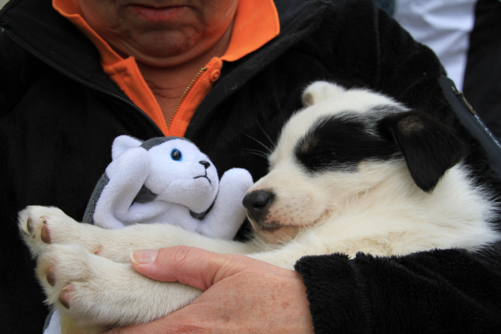 Husky puppy snuggle at the Iditarod Center in Wasilla