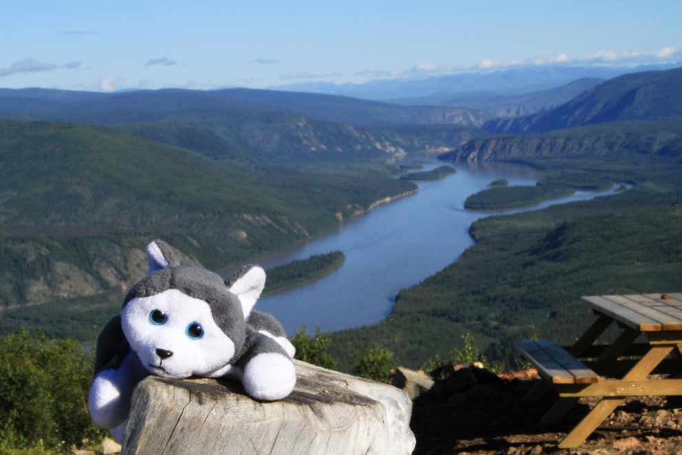 Nanook sees Dawson City, Yukon