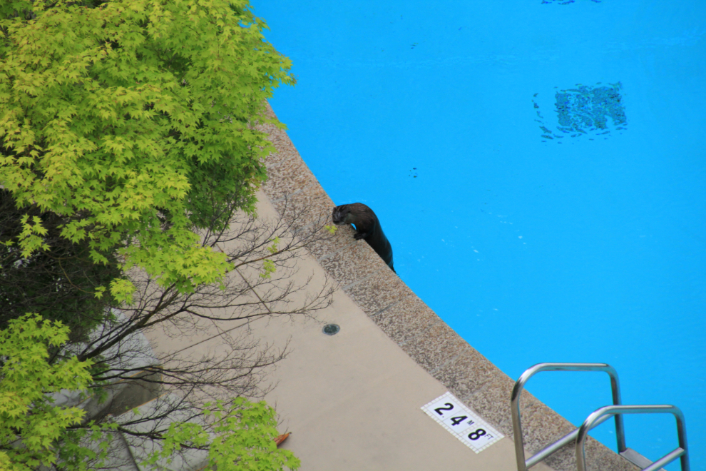 An otter climbs out of the Westin Bayshore hotel swimming pool