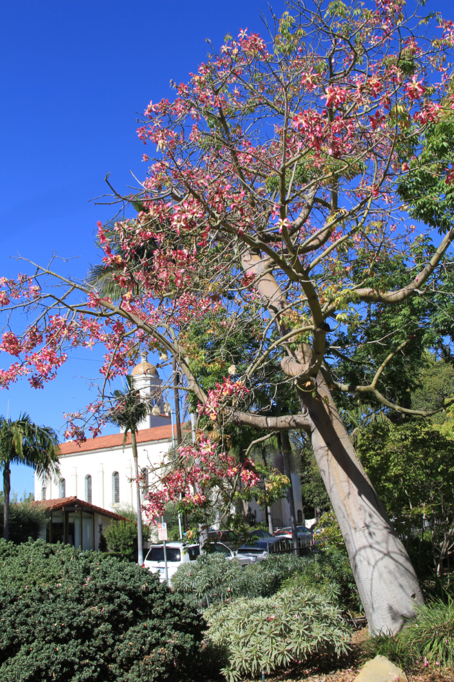 Floss Silk Tree (Chorisia insignis) in Santa Barbara, California
