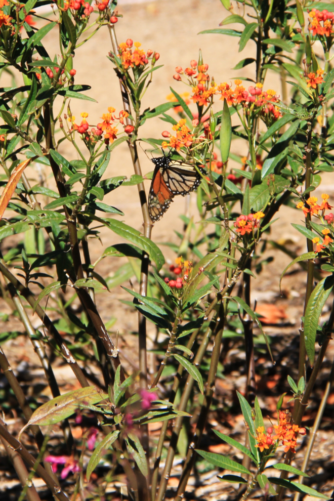 Monarch Butterfly in Alice Keck Park - Santa Barbara, California