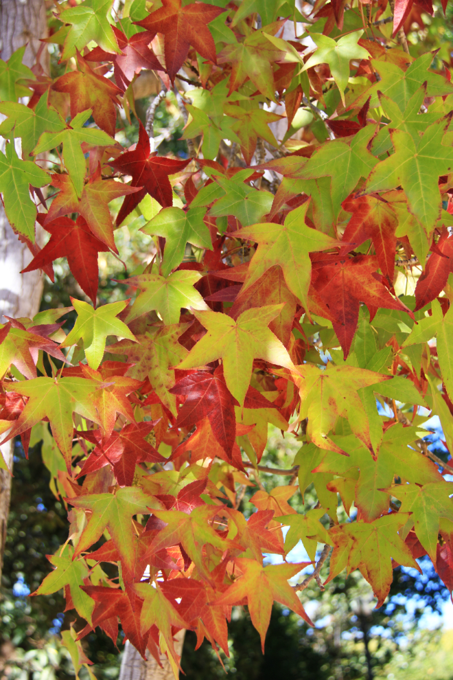 Fall colours in Santa Barbara, California