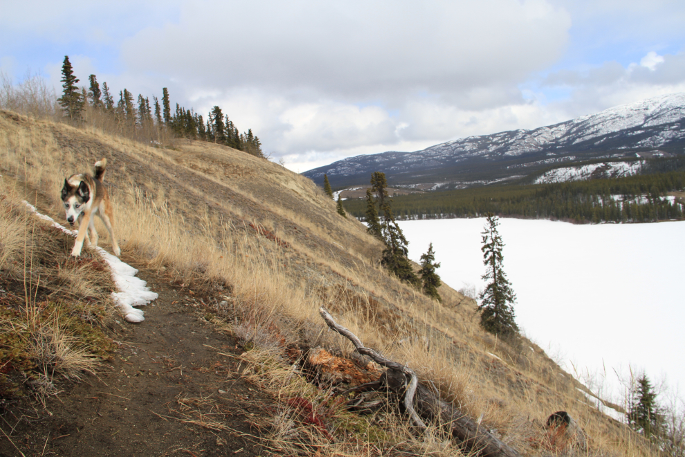 A trail above Schwatka Lake - Whitehorse, Yukon