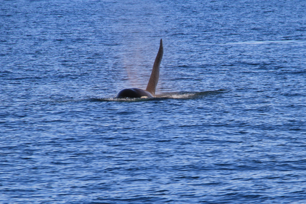 Male orca in Kenai Fjords National Park, Alaska