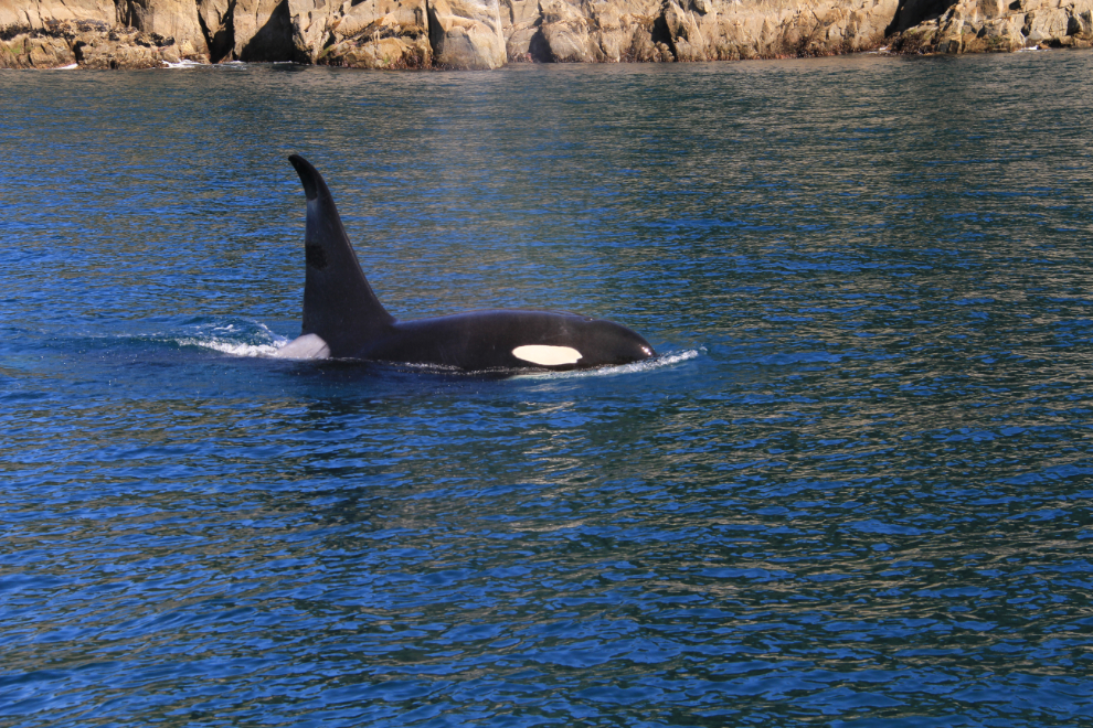 Orca in Kenai Fjords National Park, Alaska