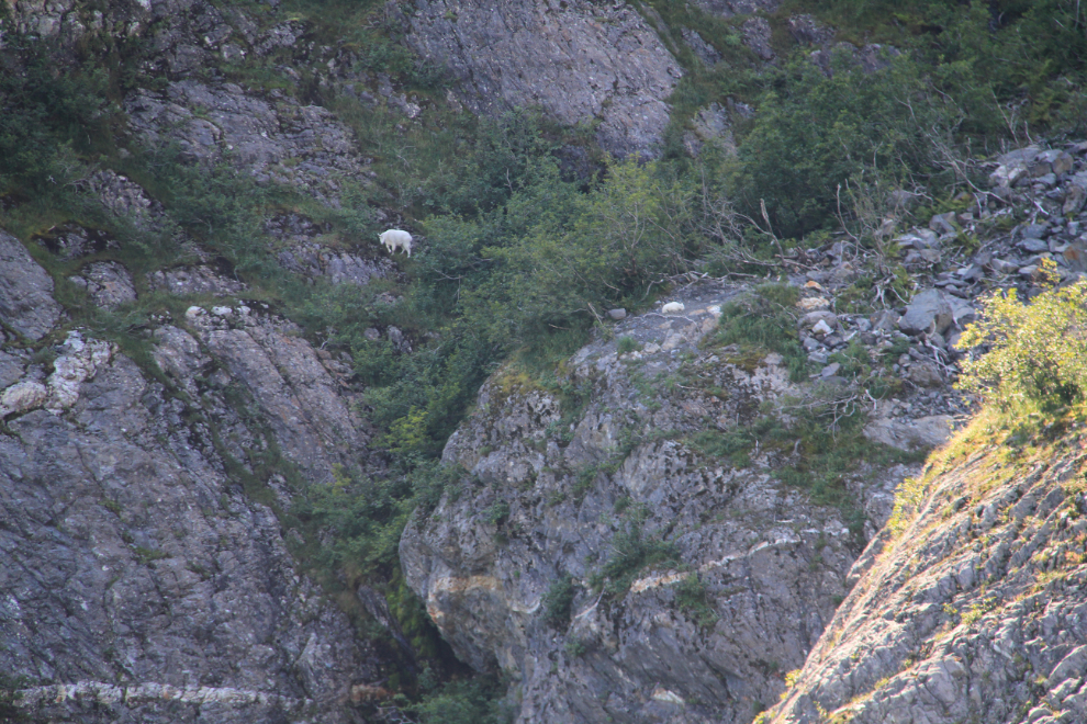 Mountain goat and baby in Kenai Fjords National Park, Alaska