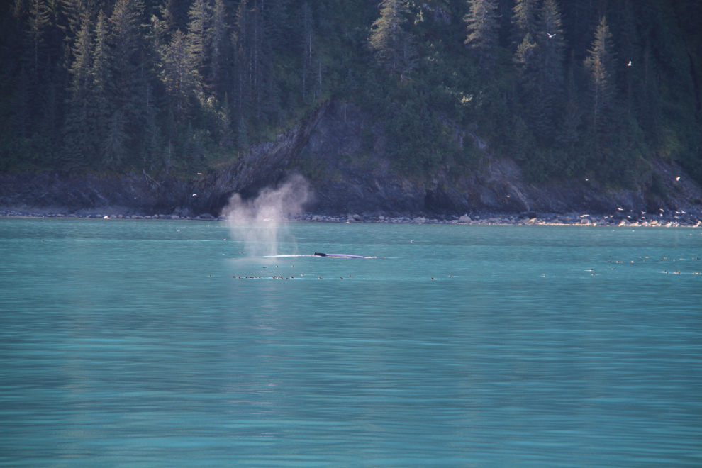 Humpback whale in Kenai Fjords National Park, Alaska