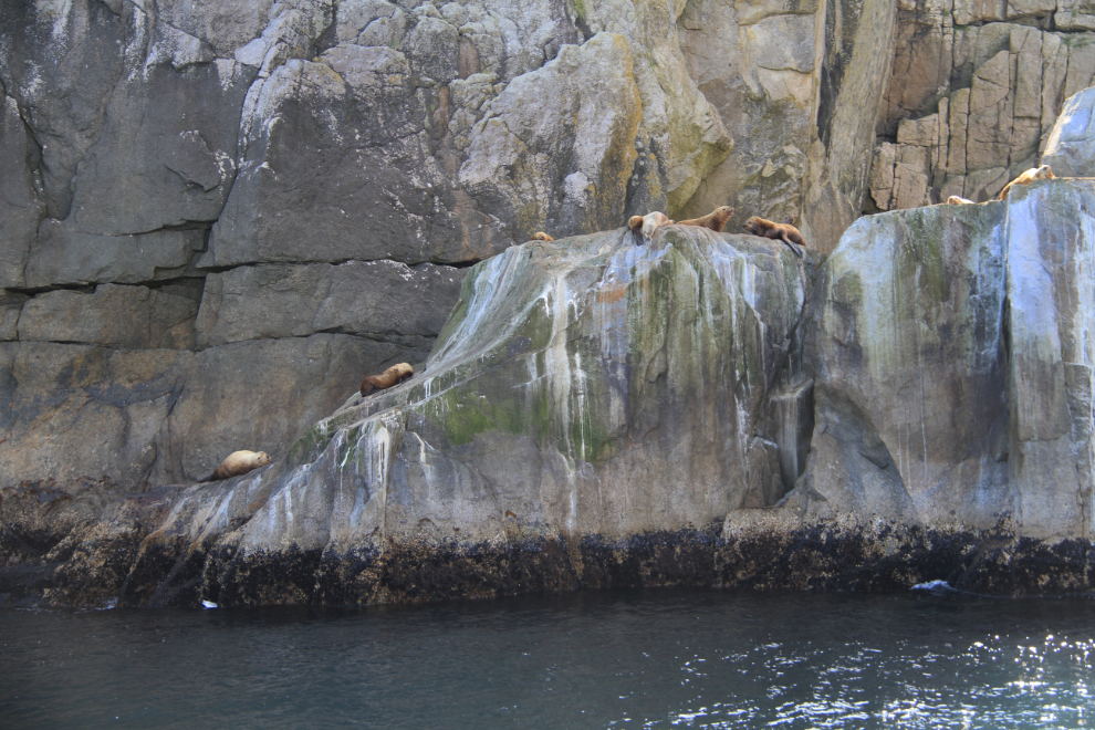 Steller sea lions in Kenai Fjords National Park, Alaska