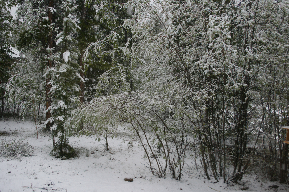 Snowing on June 8th