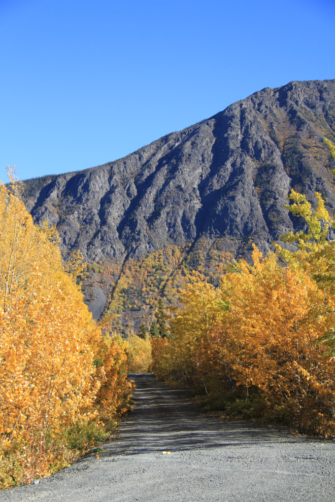 Fall colors along the side road to Conrad, Yukon