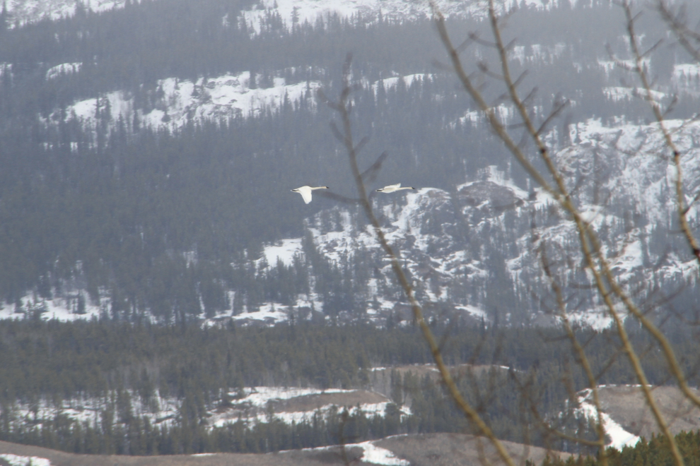 Migrating Trumpeter swans in the Yukon
