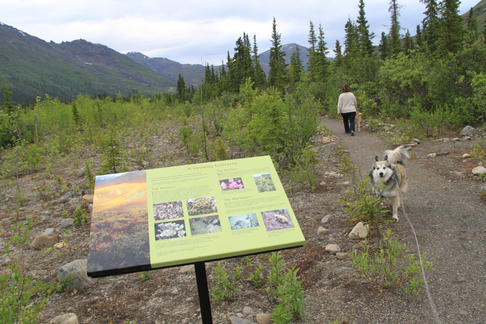 Interpretive sign along the Beaver Pond Interpretive Trail, Tombstone Park, Yukon