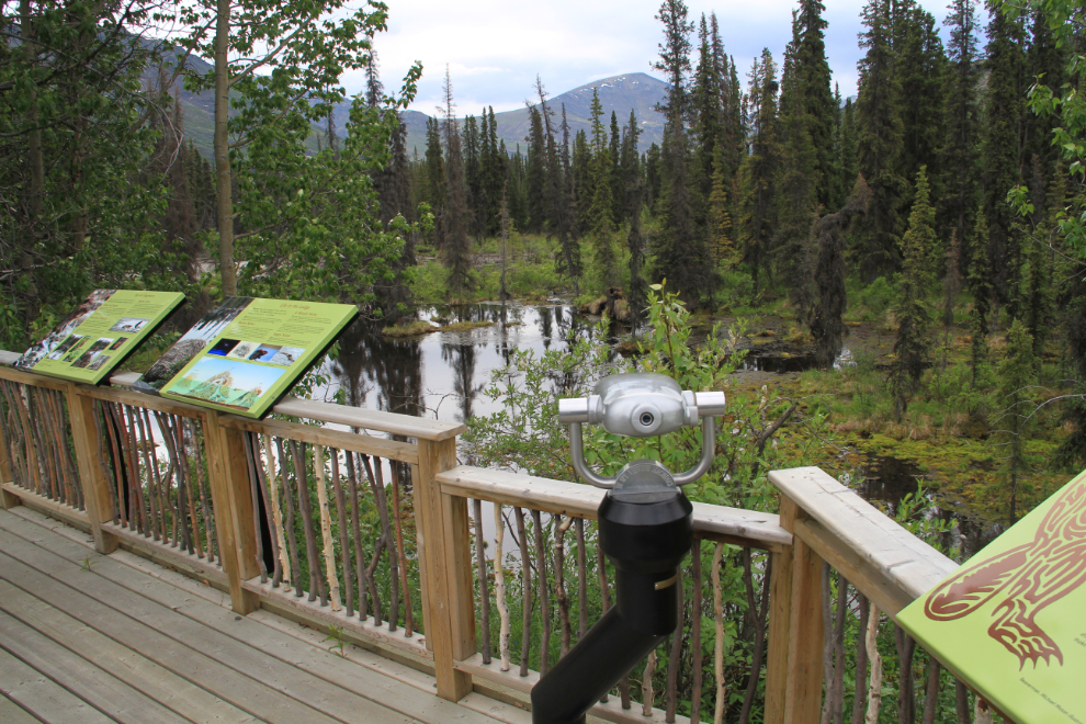 Beaver Pond Interpretive Trail, Tombstone Park, Yukon