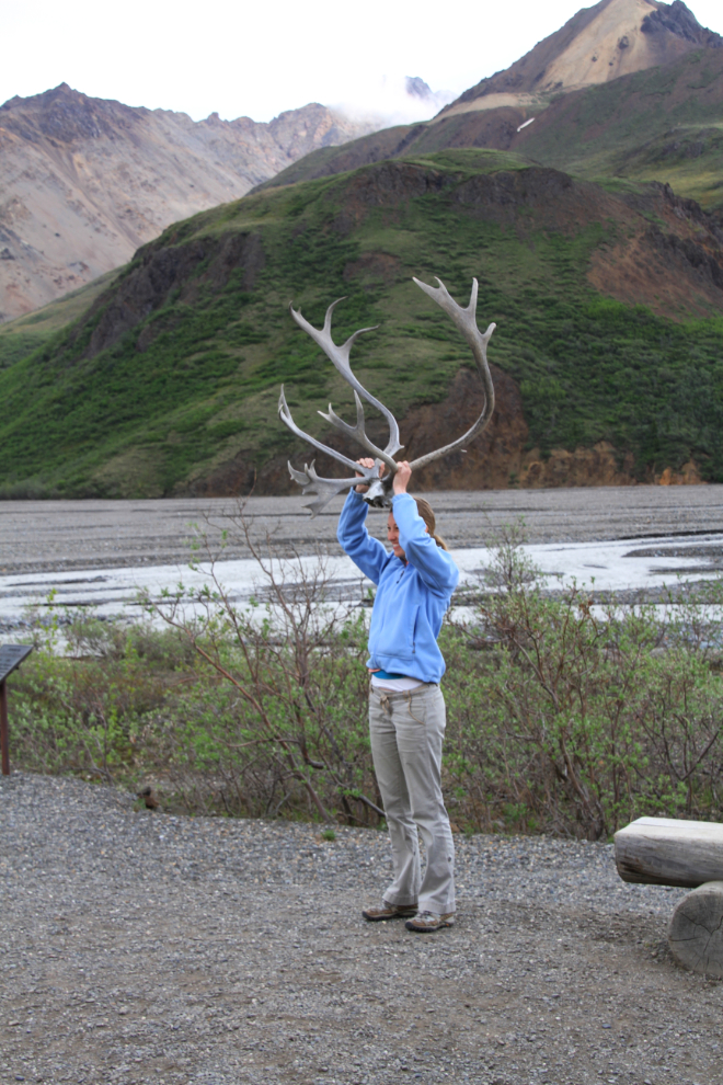 Caribou antlers - Denali National Park, Alaska