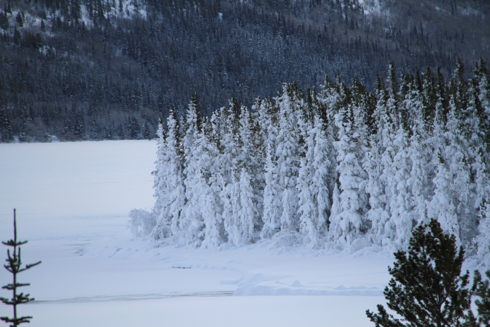 Hoar frost on trees in northern BC