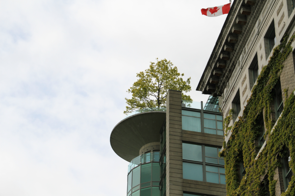 A rooftop tree in Vancouver