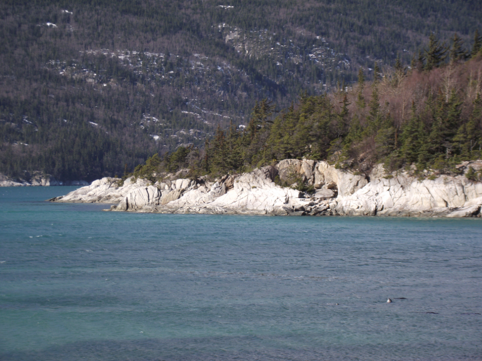 Harbour seals fishing at the mouth of the Skagway River