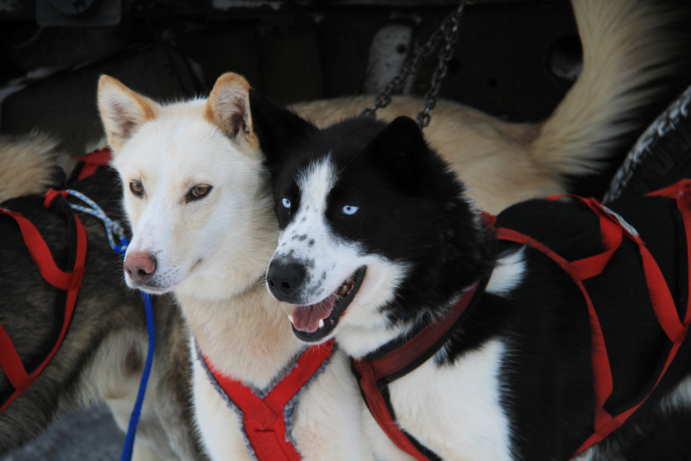 Yukon Quest 2013, Whitehorse, Yukon