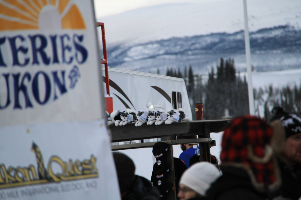 Yukon Quest 2013, Whitehorse, Yukon