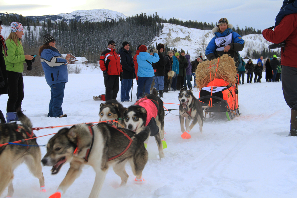 Markus Ingebretsen from Norway in Yukon Quest 2013, Whitehorse, Yukon