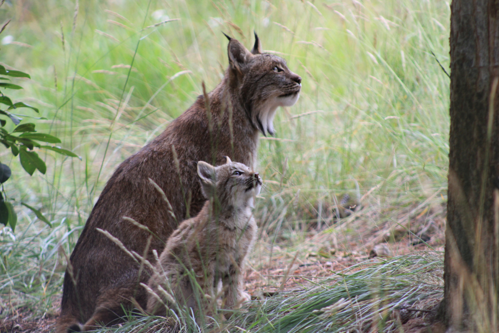 Lynx mother and kitten