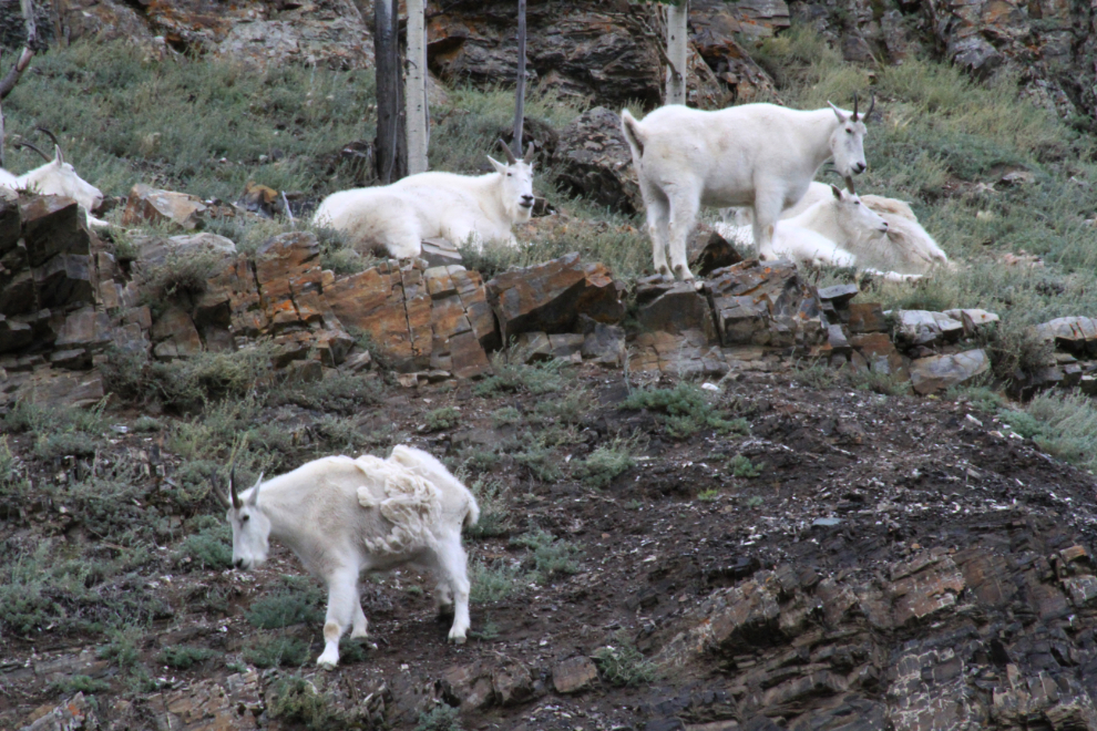 Mountain goats at the Yukon Wildlife Preserve