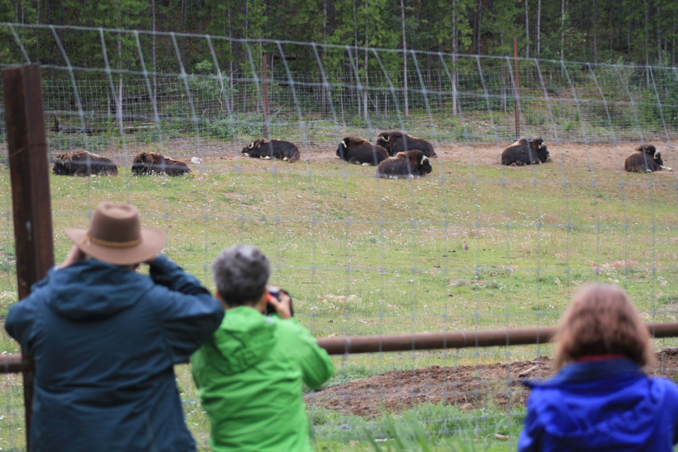 Musk oxen at the Yukon Wildlife Preserve