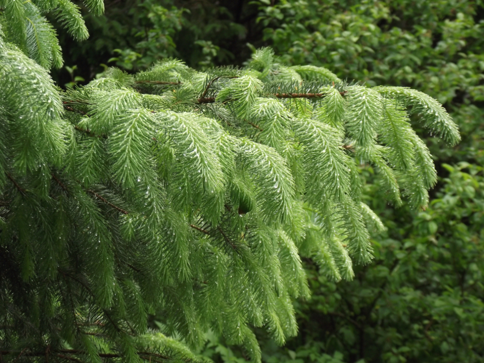 The beauty of a wet Alaska forest.