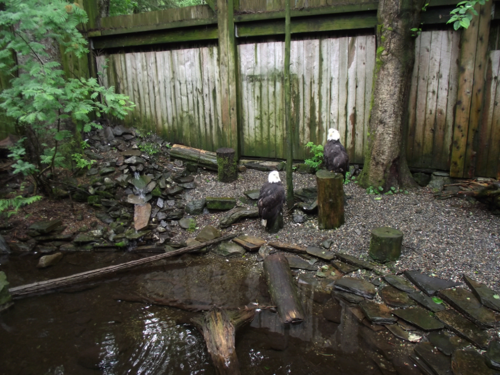 Deer Mountain Tribal Hatchery and Eagle Center