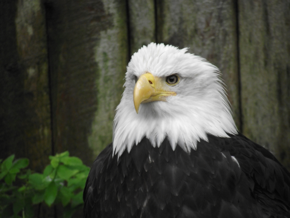 Bald eagle at the Deer Mountain Tribal Hatchery and Eagle Center