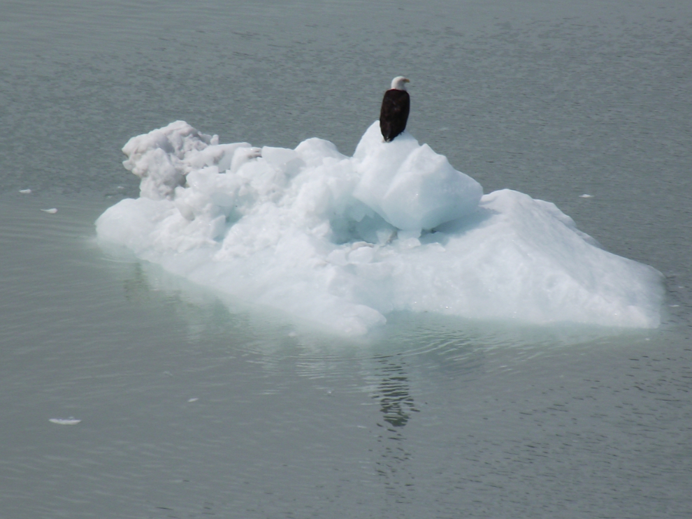 A bald eagle on one of Margerie Glacier's icebergs.