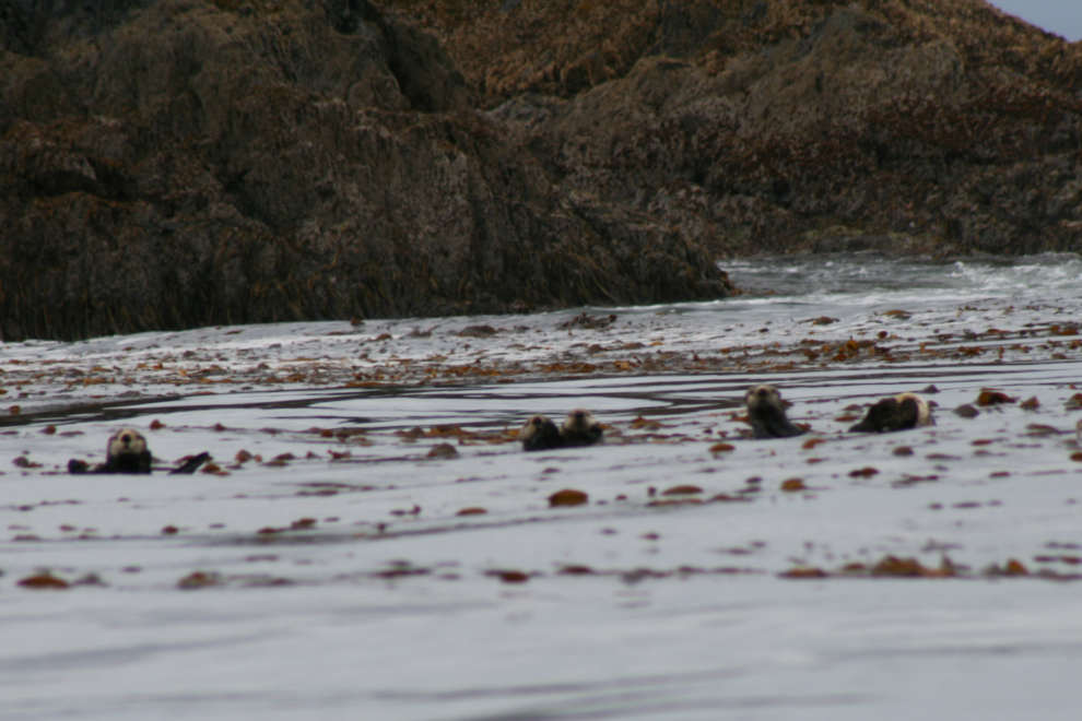Sea otters at Sitka, Alaska