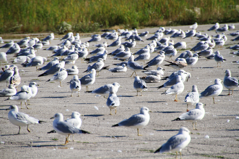 Gulls at Port Stanley, Ontario