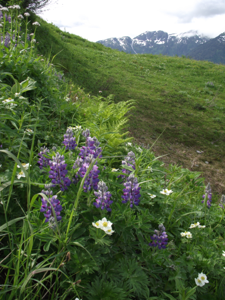 Wildflowers on Mount Roberts, Alaska