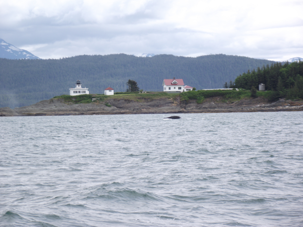 Whale watching at Juneau, Alaska